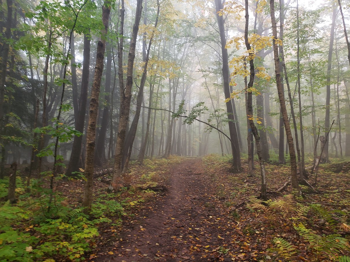 Foggy Forest